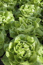 Lettuce, Lactuca sativa, Close up aerial view of green salad vegetable.