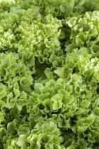 Lettuce 'Fristina', Lactuca sativa 'Fristina', Close up aerial view of green salad vegetable.