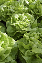 Lettuce, Lactuca sativa, Close up aerial view of green salad vegetable.