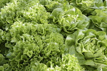 Lettuce 'Fristina', Lactuca sativa 'Fristina', Close up aerial view of green salad vegetable.