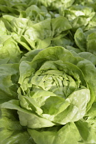 Lettuce 'Arctic King', Lactuca sativa 'Arctic King', Close up aerial view of green salad vegetable.