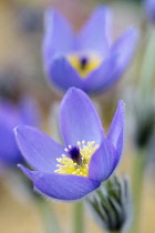 Pasque flower, Pulsatilla vulgaris subsp. Grandis, Side view of purple coloured flower with yellow stamen.