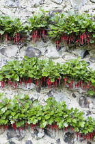 California fuchsia, Rbes speciosum, Growing outdoor against stone wall.