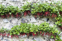 California fuchsia, Rbes speciosum, Growing outdoor against stone wall.