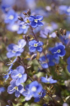 Speedwell 'Georgia Blue', Veronica umbrosa 'Georgia Blue', Small blue coloured flowers growing outdoor.