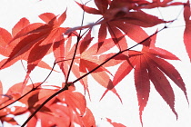 Acer, Japanese maple 'Bloodgood', Acer palmatum 'Bloodgood', Red leaves backlit against white background.