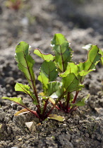 Beetroot, Beta vulgaris, Green leaves with red stems growing in soil.