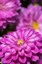 Dahlia, Dahlia 'Dalina Maxi Zarco', Close up of bright pink coloured flower growing outdoor.