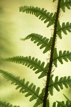 Fern, Borrer's Scaly Male Fern, Dryopteris affinis borreri, Backlit view of leaves showing pattern.