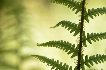 Fern, Borrer's Scaly Male Fern, Dryopteris affinis borreri, Backlit view of leaves showing pattern.