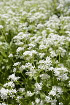 Woodruff, Sweet woodruff, Asperula odorata, Galium odoratum, Mass of tiny white flowers growing outdoor.