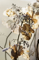 Hydrangea, Backlit shot of dried leaves.