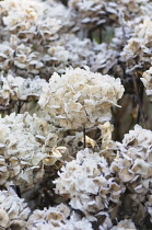 Hydrangea, Outdoor shot of dead flowers in winter.