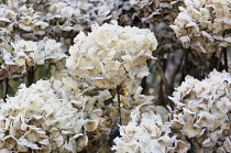 Hydrangea, Outdoor shot of dead flowers in winter.