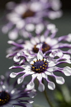 Osteospermum, Side view of mauve coloured flower showing stamen.