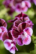 Pelargonium, Pelargonium 'Henry Weller', Close up of pink coloured flowers growing outdoor.