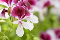 Pelargonium, Pelargonium 'Lara Maid', Close up of pink coloured flowers growing outdoor.