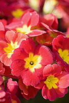 Primula, Primula 'Crescendo Bright Red', Close up of red coloured flowers growing outdoor.