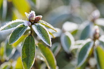 Rhododendron, Rhododendron 'Hydon Rodney', Lightly frosted leaves and buds in winter.