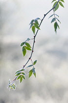 Rose, Rosa, Lightly frosted leaves outdoor in winter.