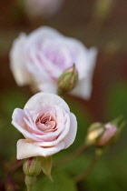 Rose, Climbing rose, Rosa 'Climbing Cecile Brunner', Close up  of pink coloured flower growing outdoor.