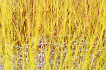 Willow 'Golden Ness', Salix alba 'Golden Ness', Mass of yellow stems growing outdoor.