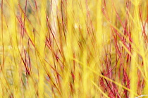 Willow 'Golden Ness', Salix alba 'Golden Ness', Mass of yellow stems growing outdoor.