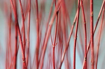 Willow, Scarlet willow, Salix alba 'Britzensis', Detail of red coloured stems growing outdoor.