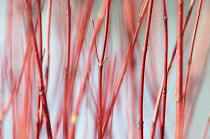 Willow, Scarlet willow, Salix alba 'Britzensis', Detail of red coloured stems growing outdoor.