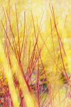 Willow 'Golden Ness', Salix alba 'Golden Ness', Mass of yellow stems growing outdoor.