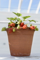 Strawberry, Fragaria, Strawberries growing indoors in ceramic pot.