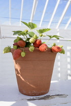 Strawberry, Fragaria, Strawberries growing indoors in ceramic pot.