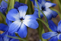 Chilean Blue Crocus, Tecophilaea cyanocrocus, Small blue coloured flower growing outdoor.