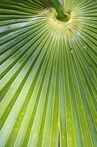 Palm, Chinese fan palm, Trachycarpus fortunei, Close up of wet leaf showing corrugated pattern.