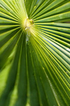 Palm, Chinese fan palm, Trachycarpus fortunei, Close up of wet leaf showing corrugated pattern.