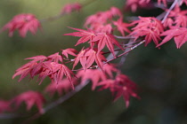 Acer, Japanese maple, Acer palmatum 'Shindeshojo', Red coloured leaves showing distinctive shape.