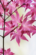 Acer, Japanese maple, Acer palmatum 'Shindeshojo', Red coloured leaves showing distinctive shape.