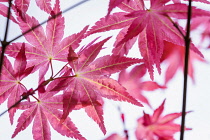 Acer, Japanese maple, Acer palmatum 'Shindeshojo', Red coloured leaves showing distinctive shape.