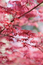 Acer, Japanese maple, Acer palmatum 'Shindeshojo', Red coloured leaves showing distinctive shape.