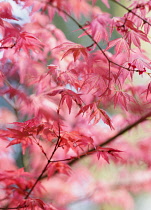 Acer, Japanese maple, Acer palmatum 'Shindeshojo', Red coloured leaves showing distinctive shape.