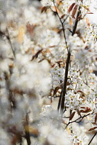 Snowy mespilus, Amelanchier lamarckii, Detail showing tiny white flowers growing outdoor.