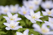 Anemone, Anemone nemorosa 'Robinsoniana', Small mauve coloured flowers growing outdoor.