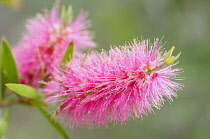Bottlebrush 'Perth Pink', Callistemon citrinus 'Perth Pink', Bright pink coloured flower growing outdoor.