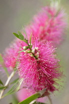 Bottlebrush 'Perth Pink', Callistemon citrinus 'Perth Pink', Bright pink coloured flower growing outdoor.