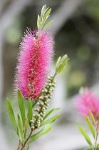 Bottlebrush 'Perth Pink', Callistemon citrinus 'Perth Pink', Bright pink coloured flower growing outdoor.