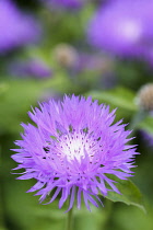 Cornflower, Centaurea dealbata 'John Coutts', Close up detail of mauve coloured flower growing outdoor.