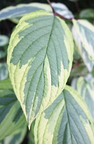 Dogwood, Red-twig dogwood, Cornus sericea 'Hedgerows Gold', Detail of variegated leaf showing pattern.