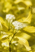 Dogwood, Golden Tartarean dogwood, Cornus alba 'Aurea', Detail of white flowers growing outdoor.