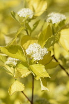 Dogwood, Golden Tartarean dogwood, Cornus alba 'Aurea', Detail of white flowers growing outdoor.