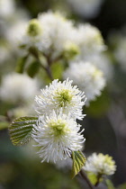 Mountain witch alder, Fothergilla major Monticola Group, White flowers growing on the plant outdoor.